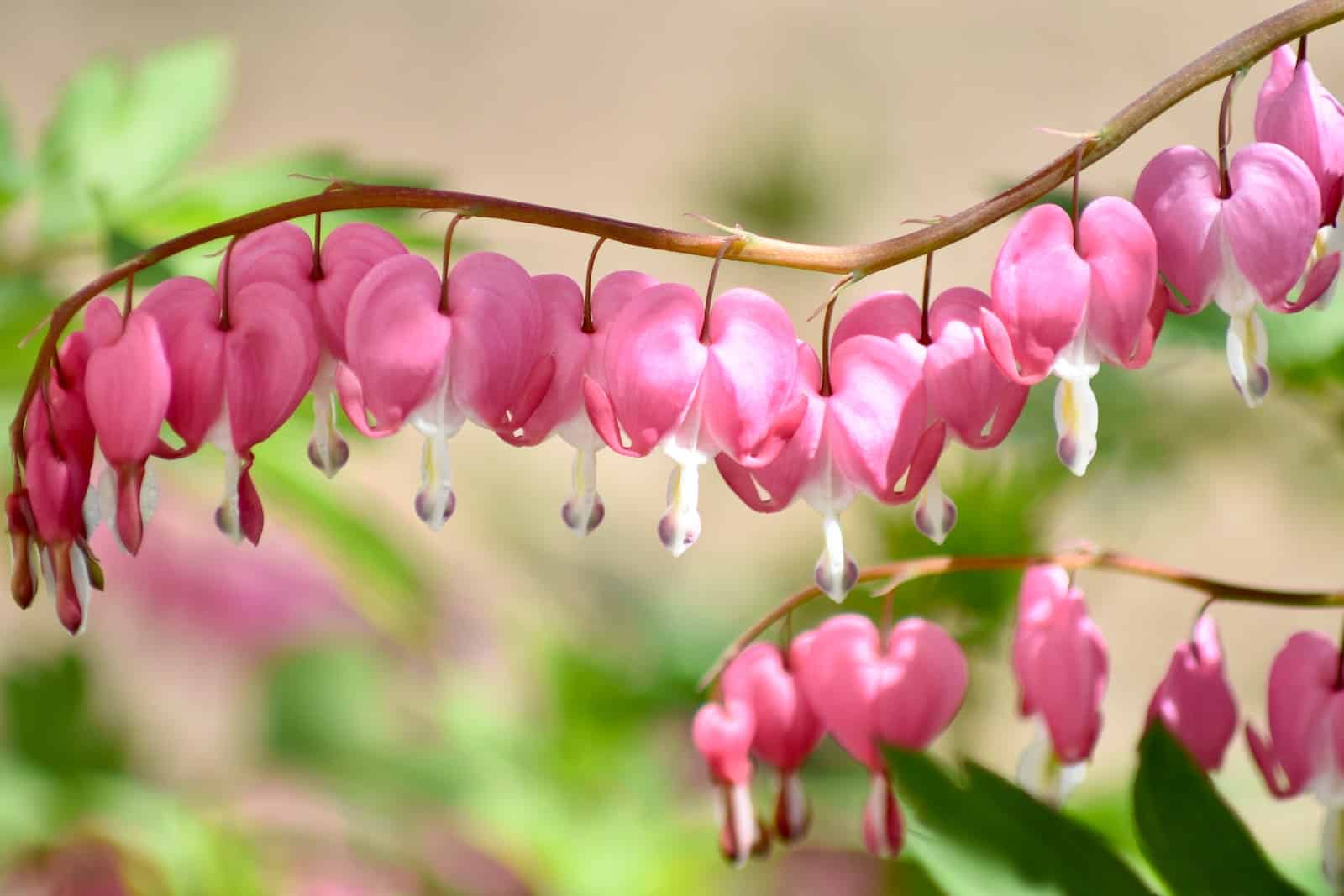 v8zq1l39lwk Bleeding Heart Flower: Meaning, Symbolism, Properties, and Uses 1