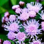 Blue ageratum flowers, with raindrops