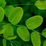 wovjoipwgy4 How to Grow and Care for Moringa Plants: Tips, Benefits, and Uses 130