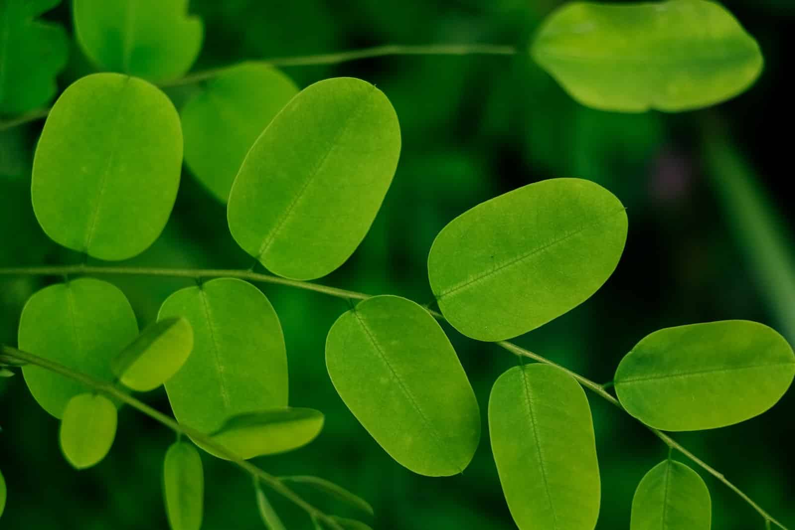 wovjoipwgy4 How to Grow and Care for Moringa Plants: Tips, Benefits, and Uses 1