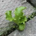 Lettuce Growing in Between Crack