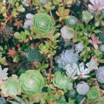 x3z yxnuh54 How to grow Succulents Indoors: 15 Practical Tips To Make it Thrive 20