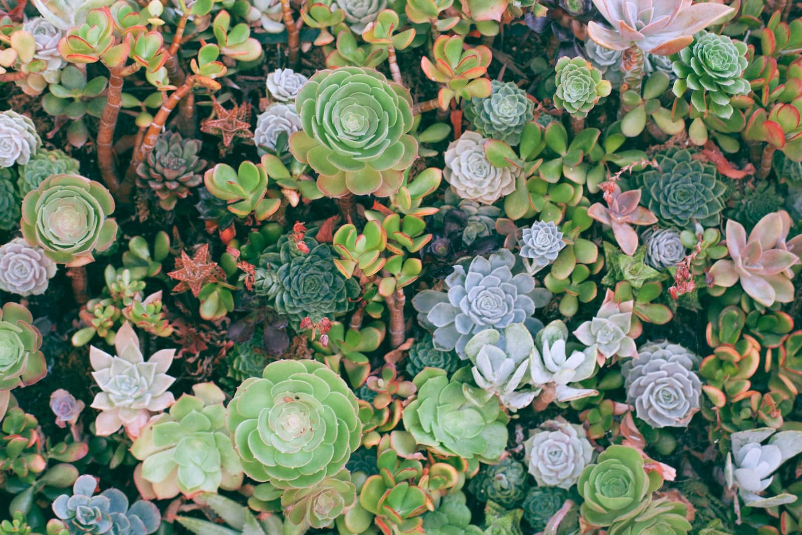 How to grow Succulents Indoors: 15 Practical Tips To Make it Thrive 1