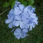 Plumbago auriculata (Cape leadwort)