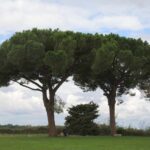 Italy (Paestum) Huge stone (umbrella) pine trees-A mysterious woman sitting alone on the marble stone