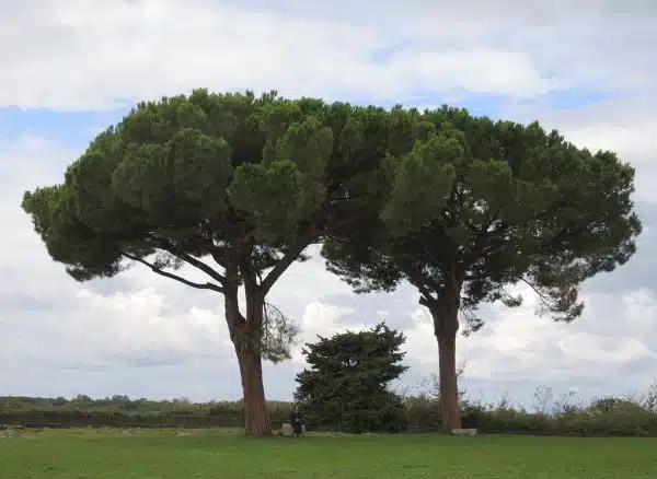 Italy (Paestum) Huge stone (umbrella) pine trees-A mysterious woman sitting alone on the marble stone