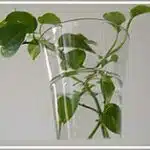 Money Plant/ Golden pothos/ Devil's ivy (Scindapsus aures or Epipremnum aureum)