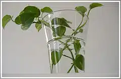 Money Plant/ Golden pothos/ Devil's ivy (Scindapsus aures or Epipremnum aureum)