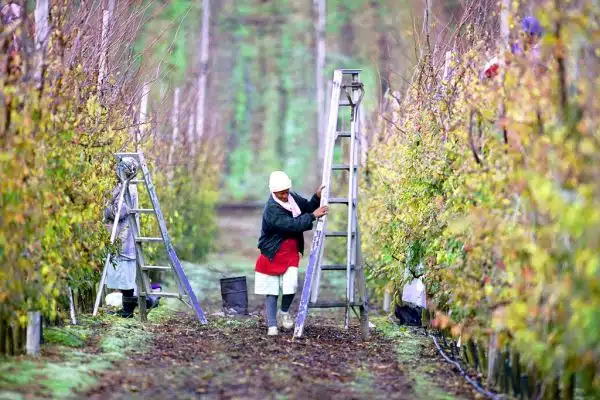 Worker pruning fruit trees