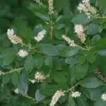 Summersweet, Sweet Pepperbush (Clethra alnifolia)