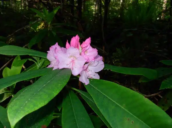 Pacific Rhododendron - along Duckabush River trail