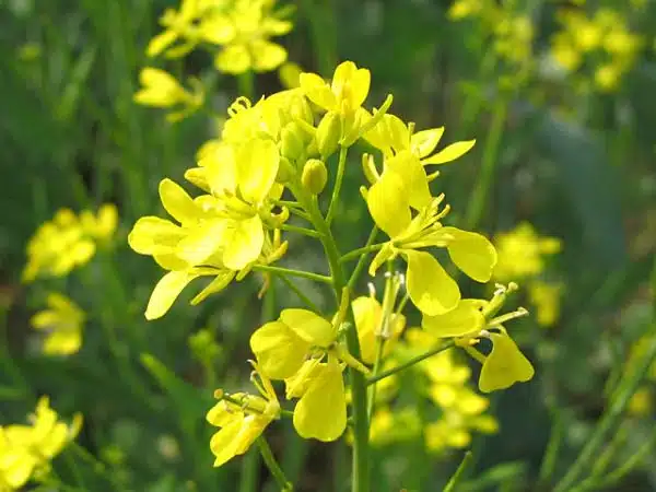 Yellow mustard flower