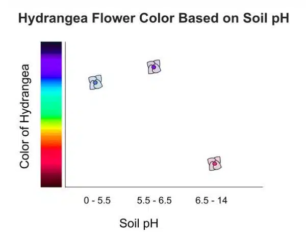 Hydrangea Flower Color Based on Soil pH