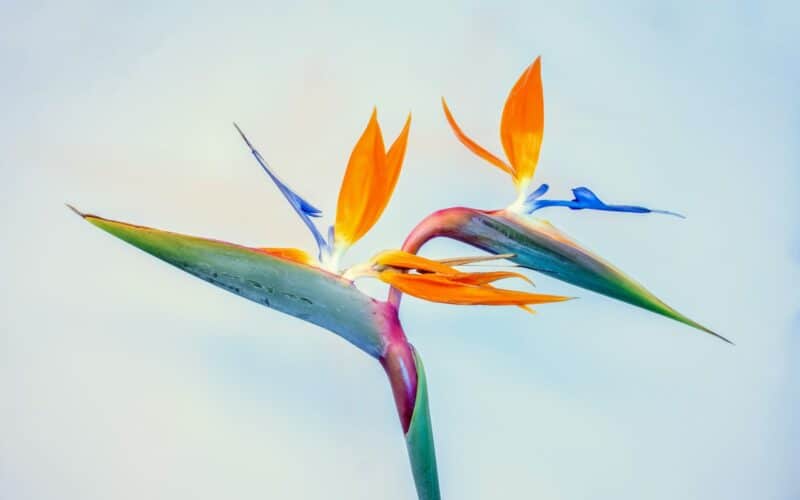 blue and orange flower