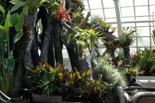 Bromeliads in the Aquatic Plants Room