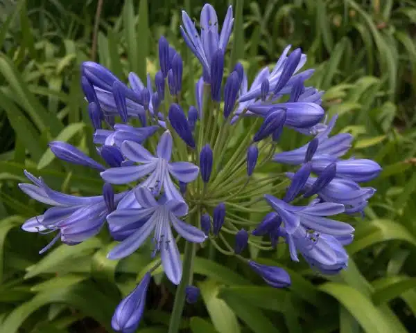 African Lily, Agapanthus africanus in PNG
