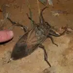 Giant water bug (Belostomatidae), Vohimana reserve, Madagascar