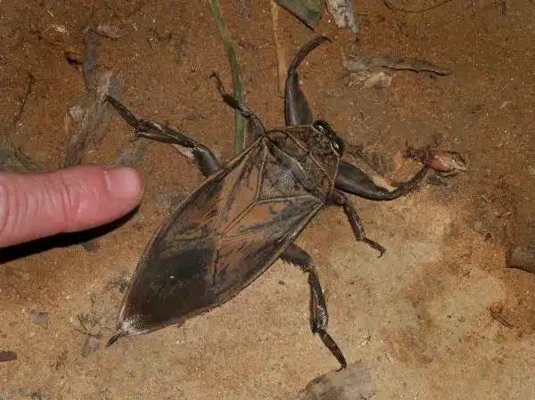 Giant water bug (Belostomatidae), Vohimana reserve, Madagascar