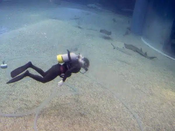 It's impressive how well maintained the aquarium is as we see a team of divers vacuuming(?) up pieces of fish poo