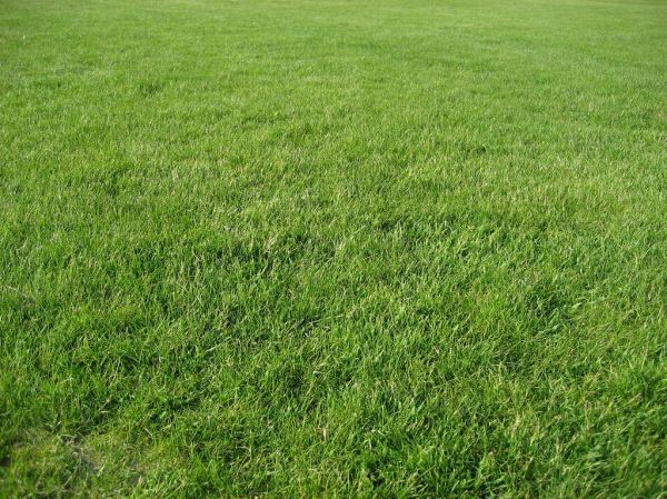How High Should Grass Be Cut GreenLife how-high-should-grass-be-cut-greenlife