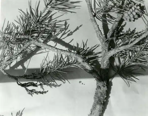 1958. Branch section cut from a Jack pine infected with larch dwarf mistletoe. The tree was planted near the bunkhouse at Priest River Experimental Forest, Idaho.