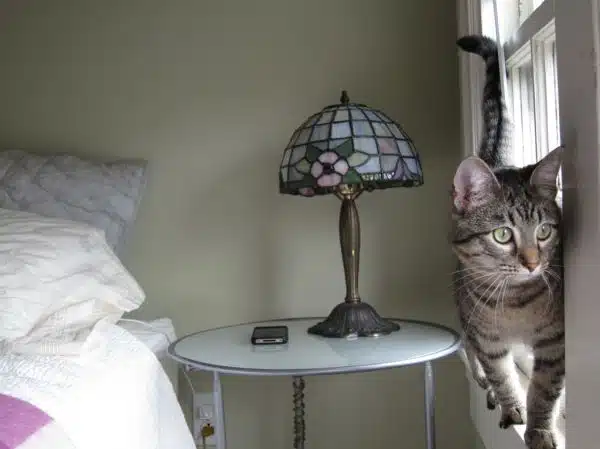 Nightstand, lamp, cat
