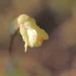 Buttercup winter-hazel / Corylopsis pauciflora / 日向水木(ヒュウガミズキ)
