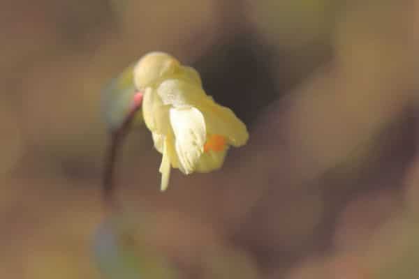 Buttercup winter-hazel / Corylopsis pauciflora / 日向水木(ヒュウガミズキ)