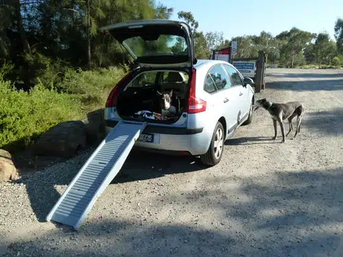 dogs and car and ramp