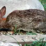 Wild Rabbit_7355