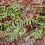 Dixie wood fern
