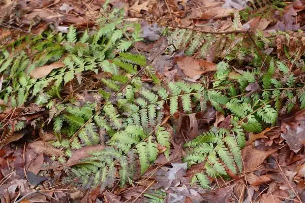 Dixie wood fern