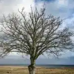 Naked tree