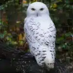 Snowy owl (female)