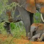 Elephant calf taking a dust bath