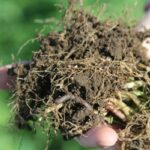 Healthy Soil Maximizes Moisture, Boosts Profits for Oregon Farmer