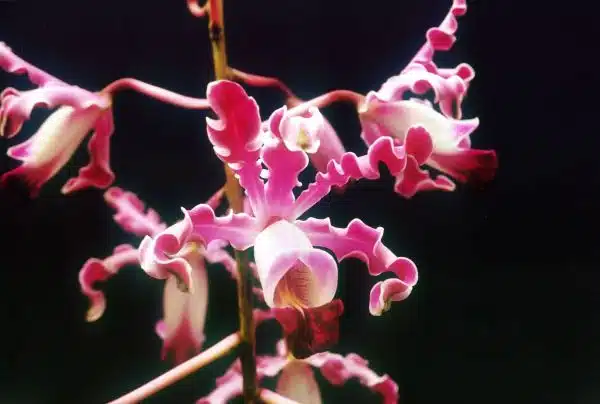 File:A and B Larsen orchids - Schomburgkia undulata 611-20.jpg