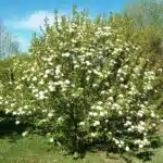 Blackhaw Viburnum