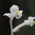 Jewel Orchid - Ludisia discolor