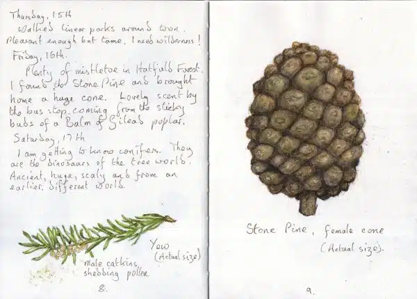 Yew and Stone Pine