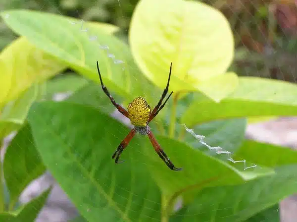 Beautiful Yellow Spider
