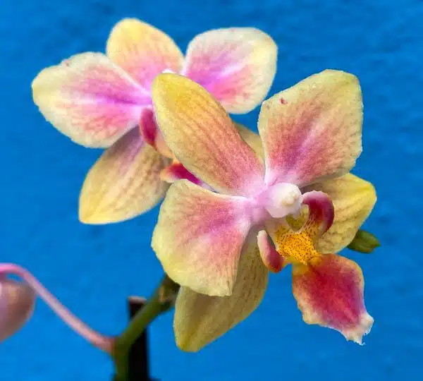Yellow and Pink Miniature Phalaenopsis Orchids at home.