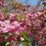 Flowering crabapple tree