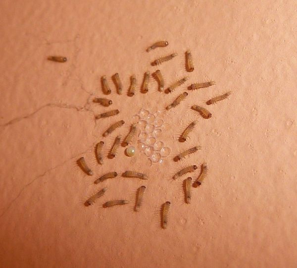 Carpet Beetle larvae.