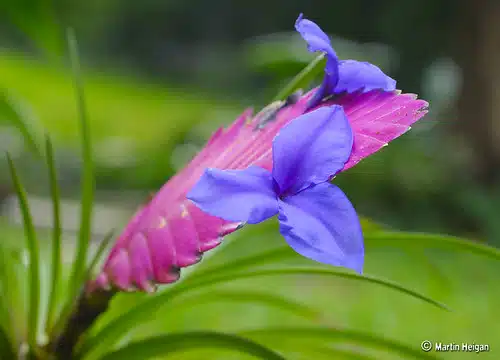 Tillandsia cyanea (Bromeliad) flower