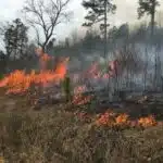 Controlled burn to restore mountain longleaf pine in northwest Georgia - 170317-FS-Chattahoochee-Oconee-SB-002