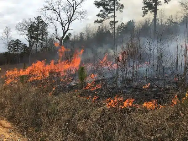 Controlled burn to restore mountain longleaf pine in northwest Georgia - 170317-FS-Chattahoochee-Oconee-SB-002