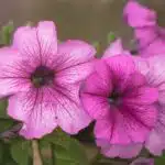 Pink in Detail, Petunias