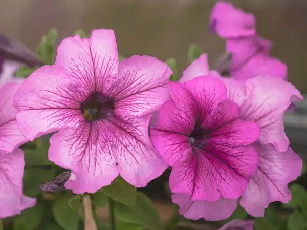 Pink in Detail, Petunias