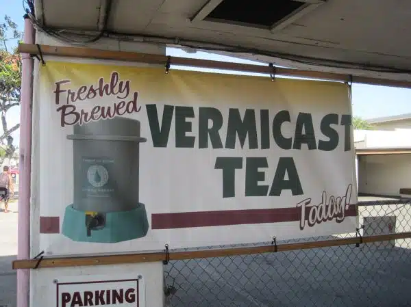 Freshly brewed vermicast tea today!